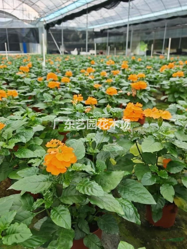 广东艺园花木场